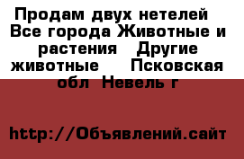 Продам двух нетелей - Все города Животные и растения » Другие животные   . Псковская обл.,Невель г.